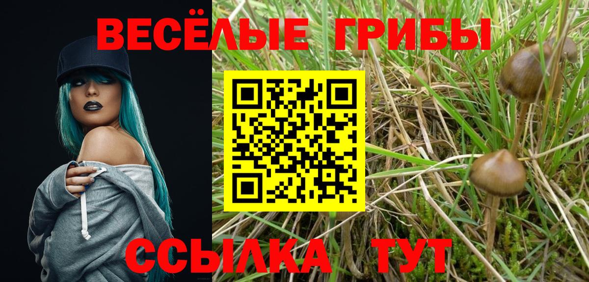 Псилоцибиновые грибы Psilocybe Фрязино